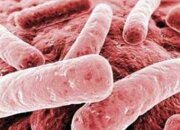 Сообщение ВОЗ: угроза со стороны антибиотикоустойчивых бактерий